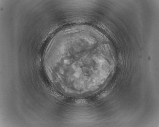 X0000070360355200606301836