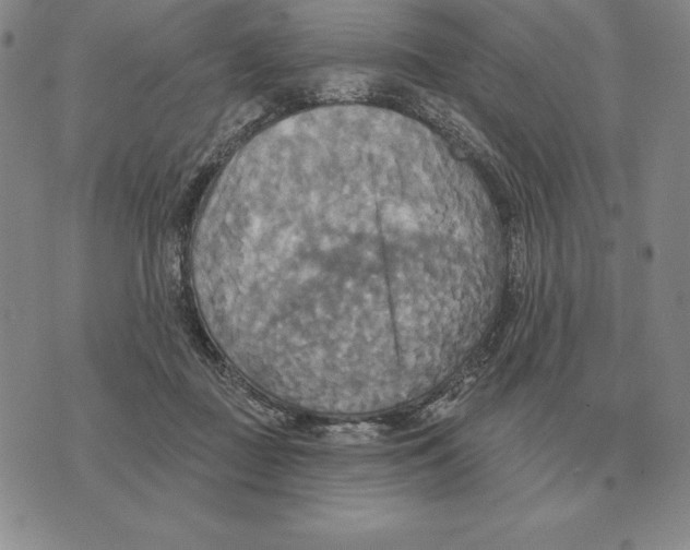 X0000070360363200606301836