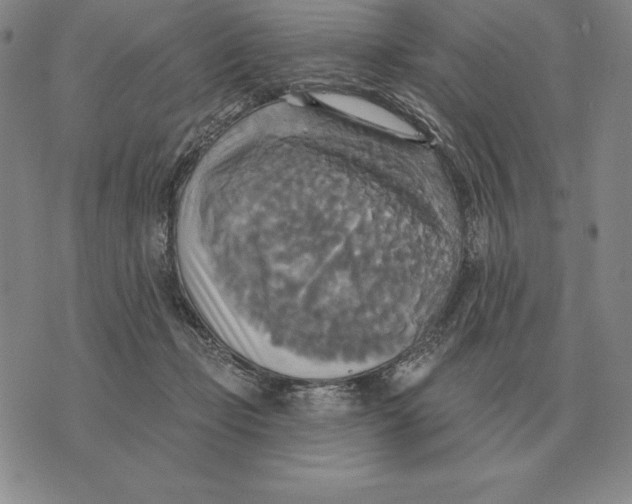 X0000070360365200606301837