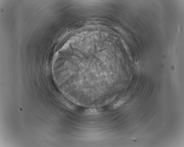 X0000070360381200606301837