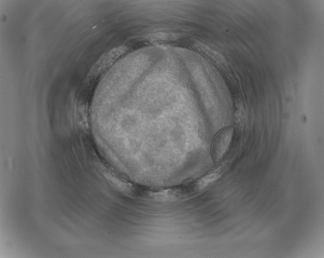 X0000070360430200606301835