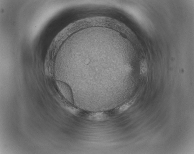 X0000070360431200606301835