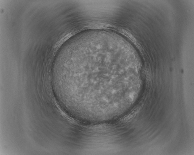 X0000070360433200606301834