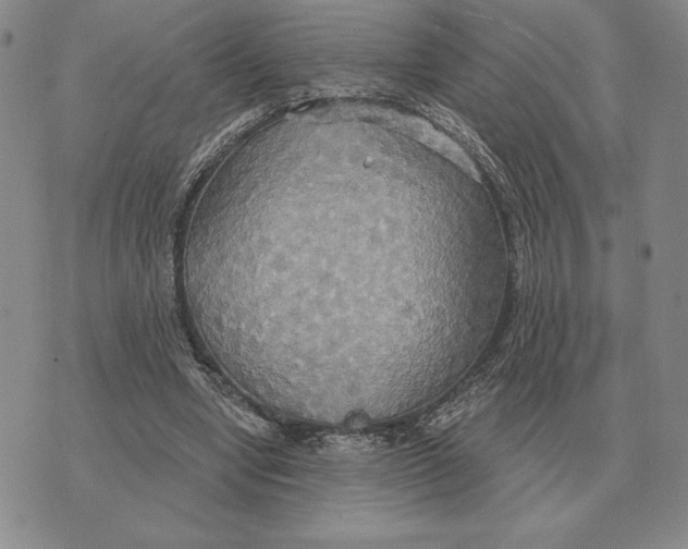 X0000070360442200606301835