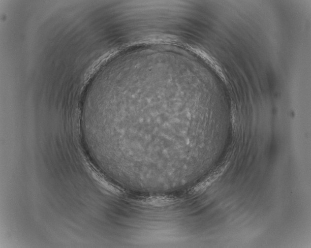 X0000070360445200606301835