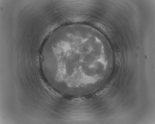 X0000070360447200606301835