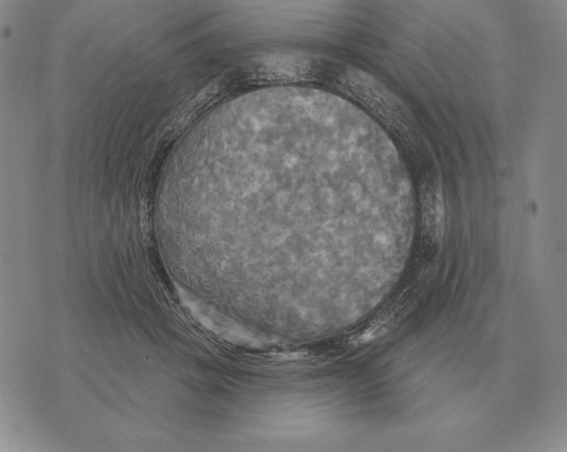 X0000070360457200606301835