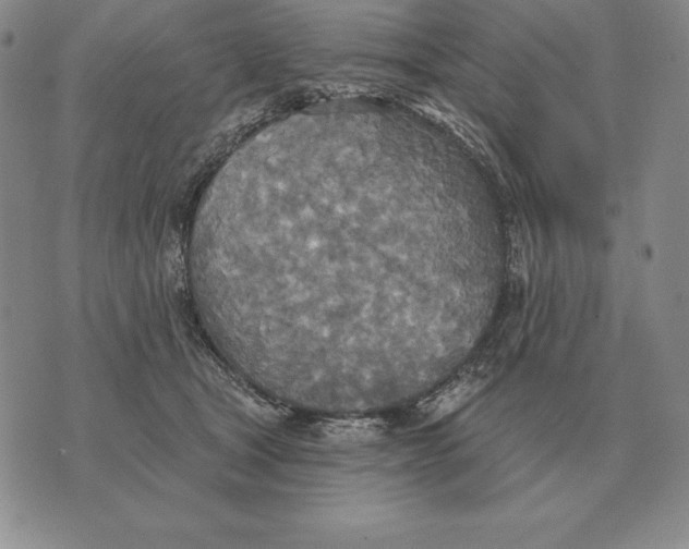 X0000070360465200606301835