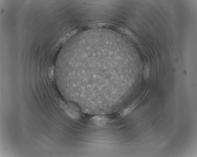 X0000070360477200606301835