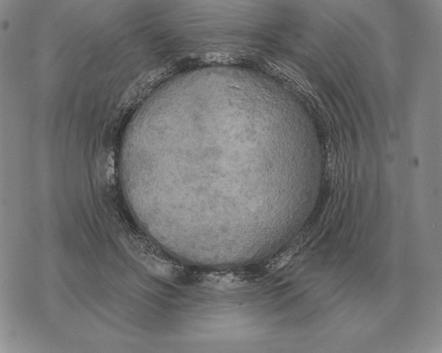 X0000070360502200606301834