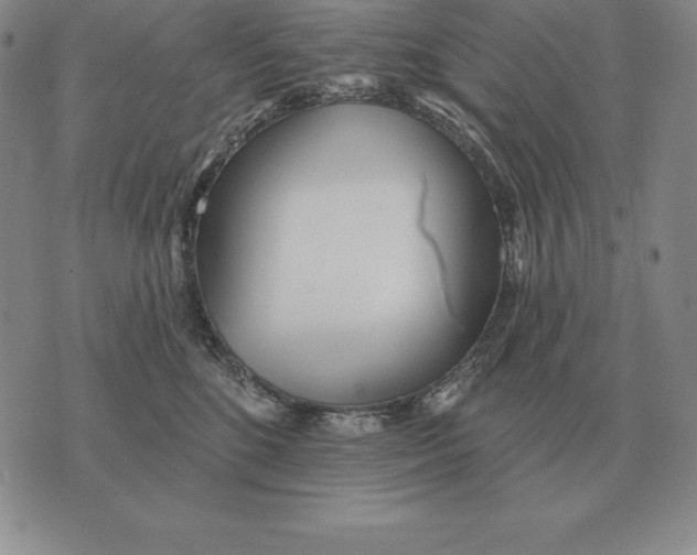 X0000070360520200606301834