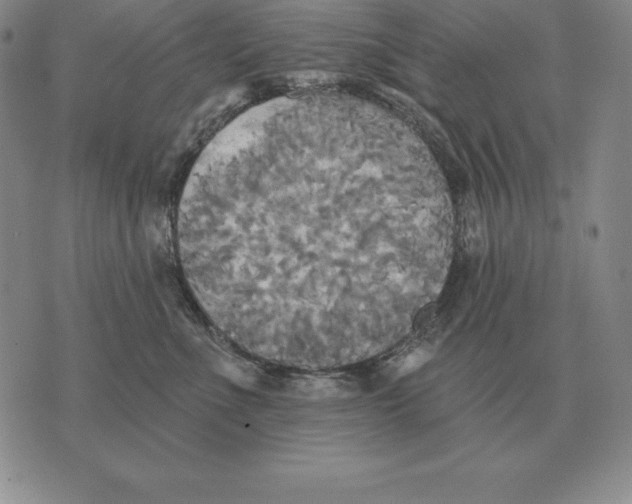 X0000070360523200606301834