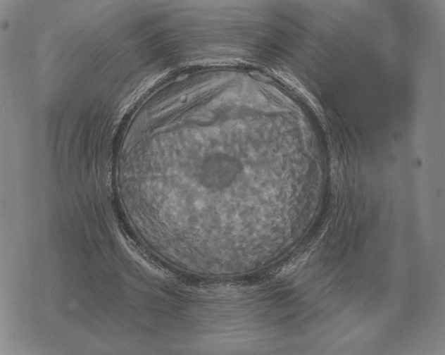 X0000070360533200606301833