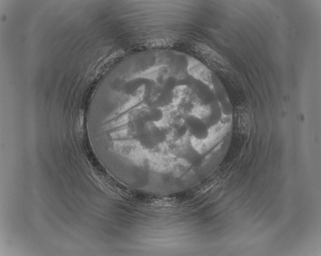 X0000070360550200606301833