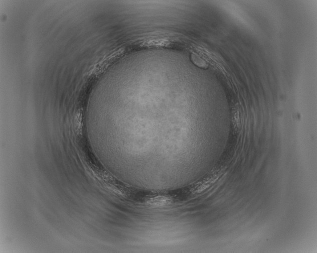 X0000070360551200606301833