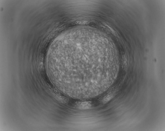 X0000070360553200606301833