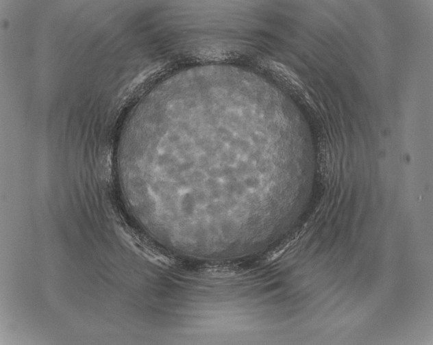 X0000070360596200606301833