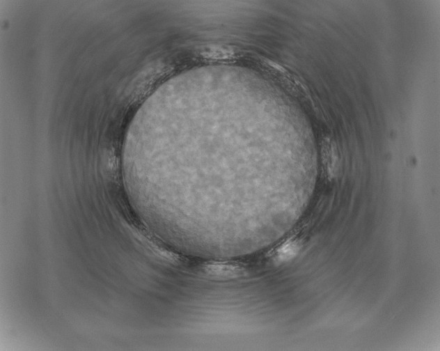 X0000070360614200606301832