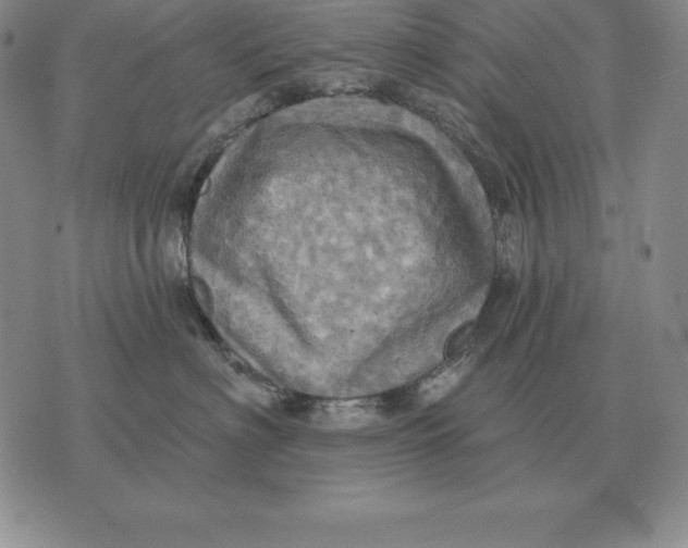 X0000070360622200606301832