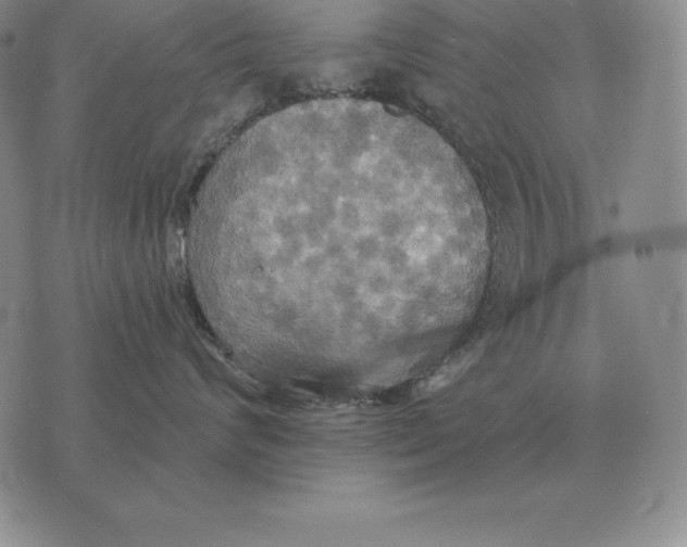 X0000070360624200606301832