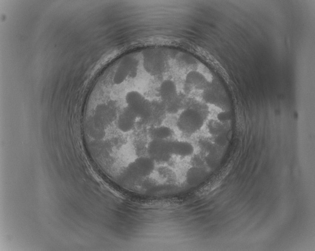 X0000070360625200606301831