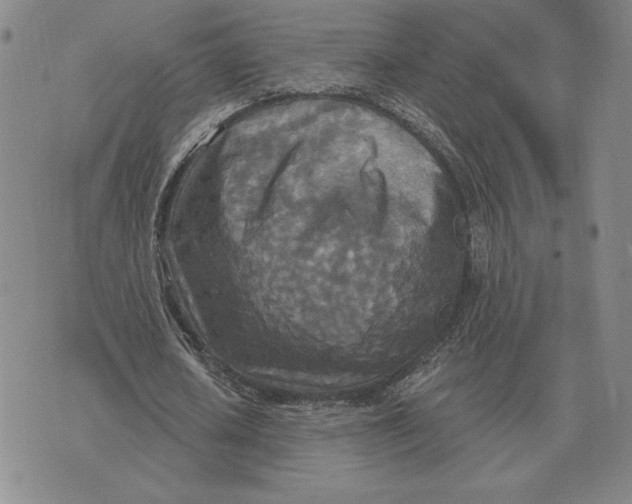 X0000070360626200606301831