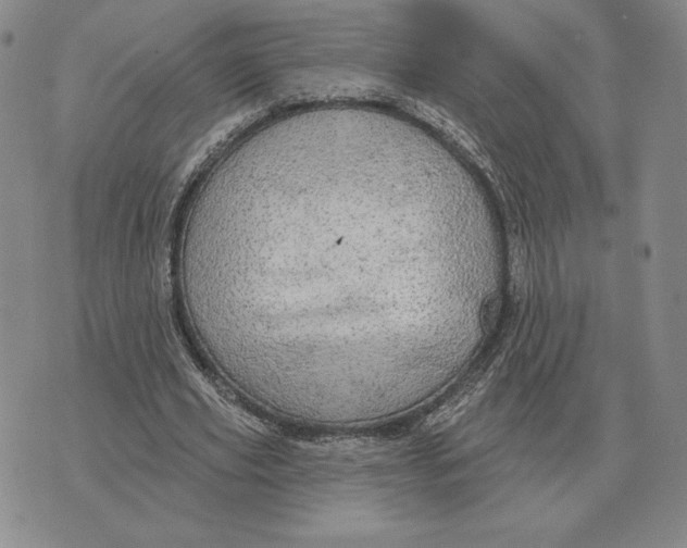 X0000070360629200606301831