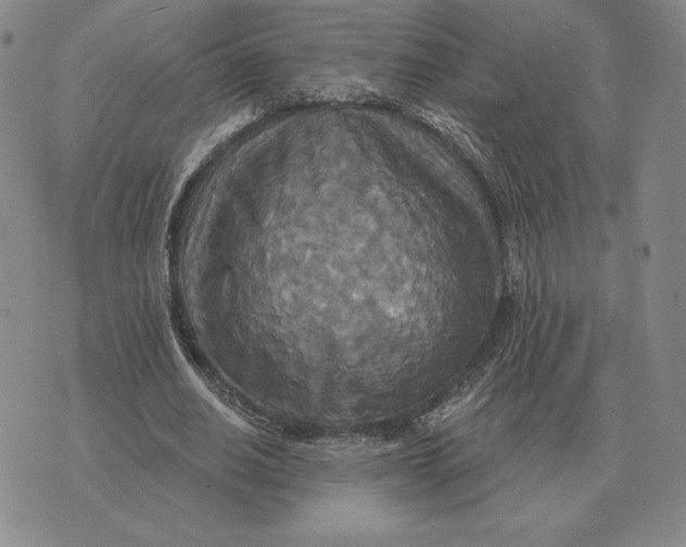 X0000070360630200606301831