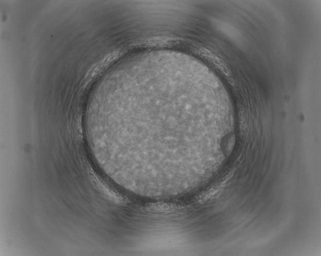 X0000070360633200606301831