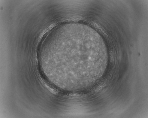 X0000070360634200606301831