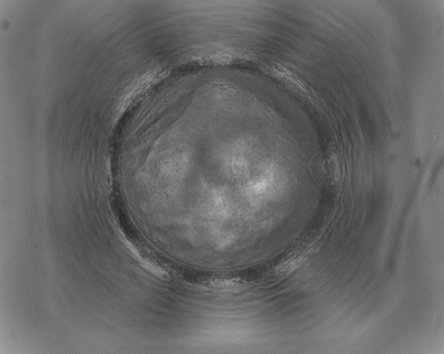 X0000070360638200606301832