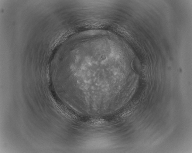 X0000070360642200606301832