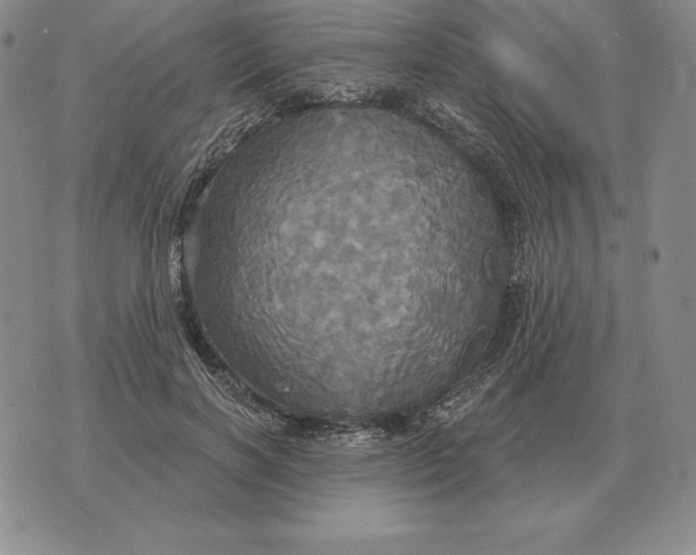 X0000070360646200606301832