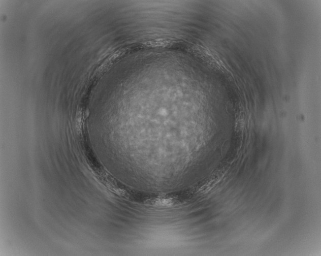 X0000070360647200606301832