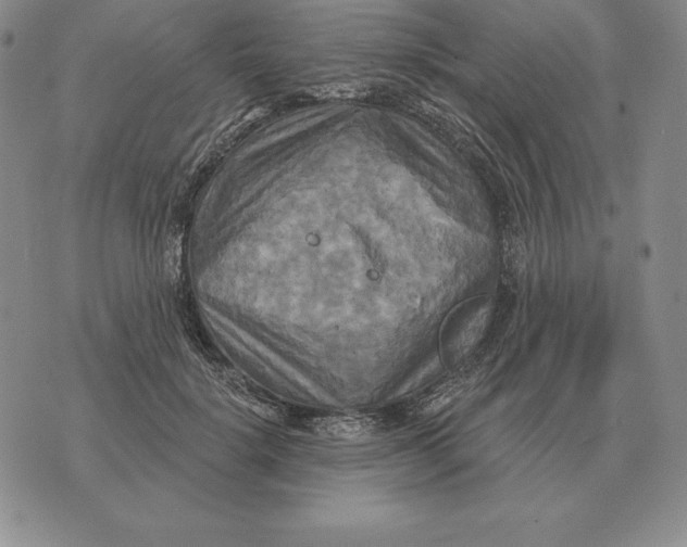 X0000070360652200606301832