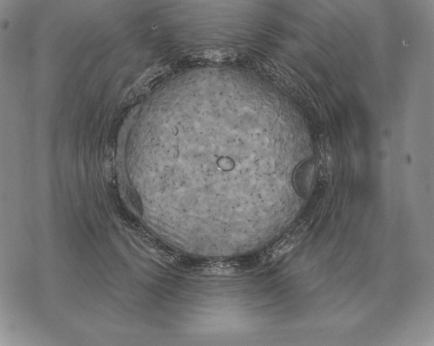 X0000070360656200606301832