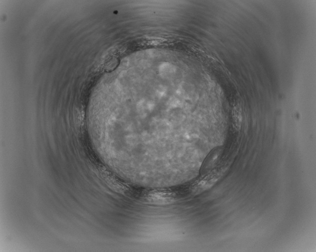 X0000070360657200606301832