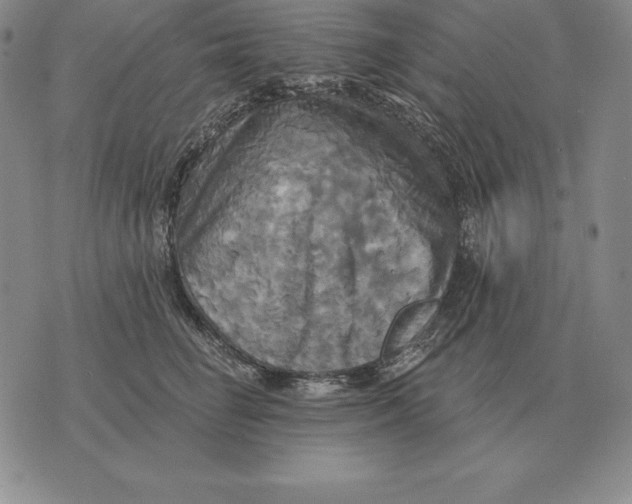 X0000070360662200606301832