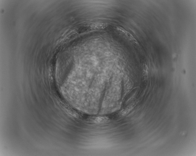 X0000070360663200606301832