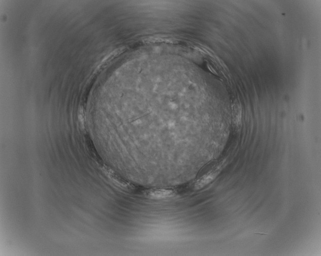 X0000070360669200606301832