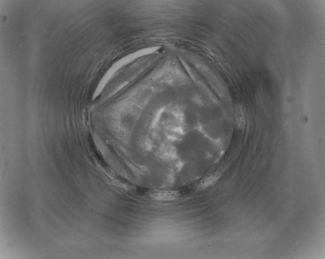 X0000070360670200606301832