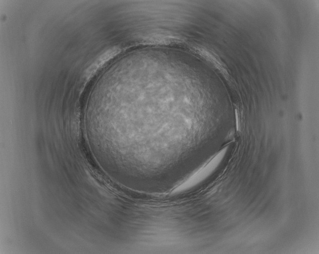 X0000070360675200606301831