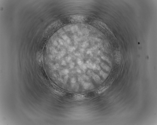 X0000070360701200606301831