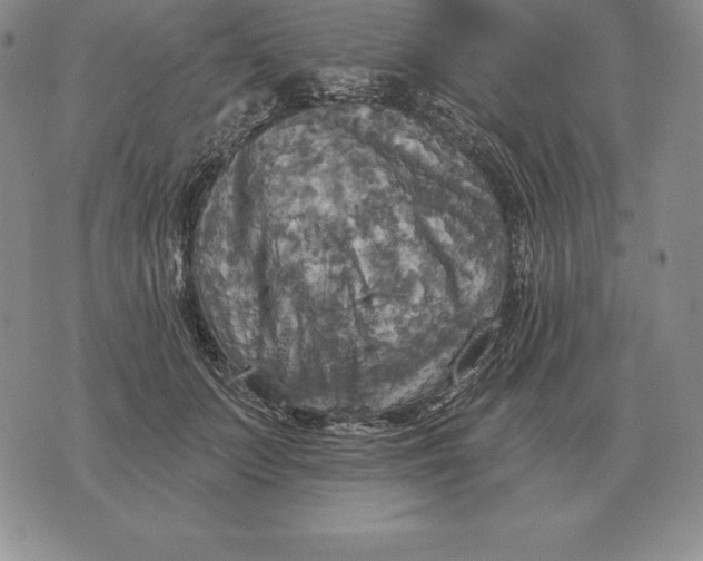 X0000070360703200606301831