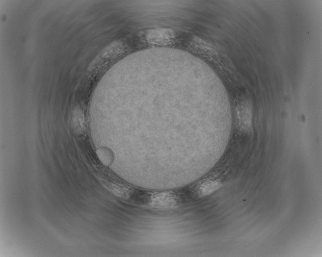 X0000070360705200606301831