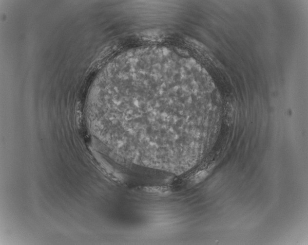 X0000070360707200606301831