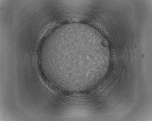 X0000070360738200606301830