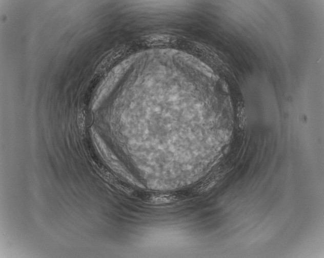 X0000070360753200606301830