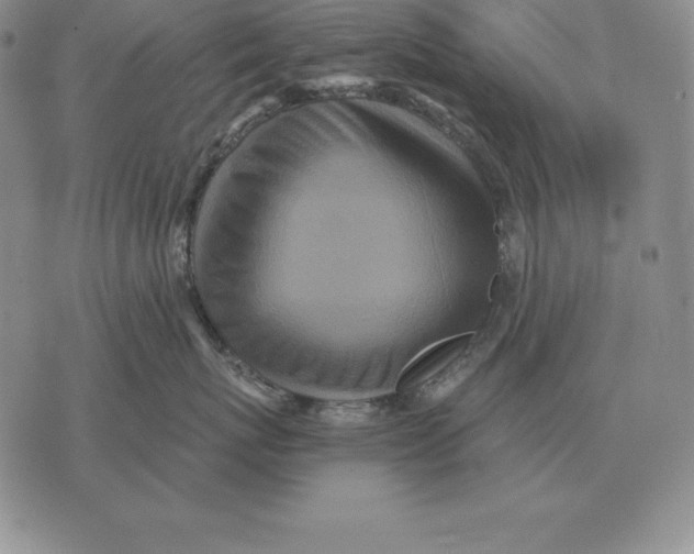 X0000070360767200606301831