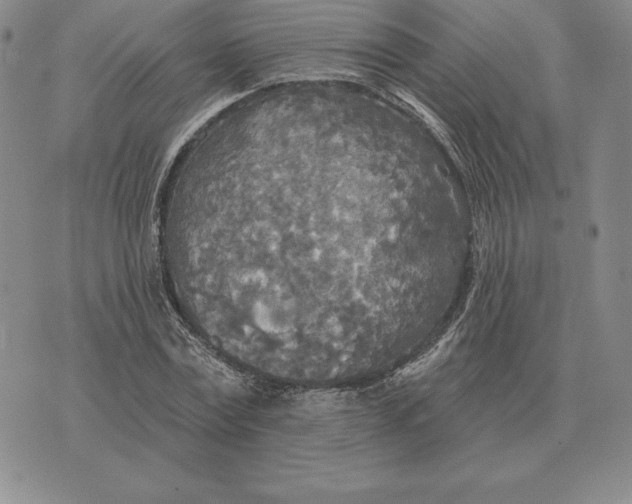 X0000070360779200606301830